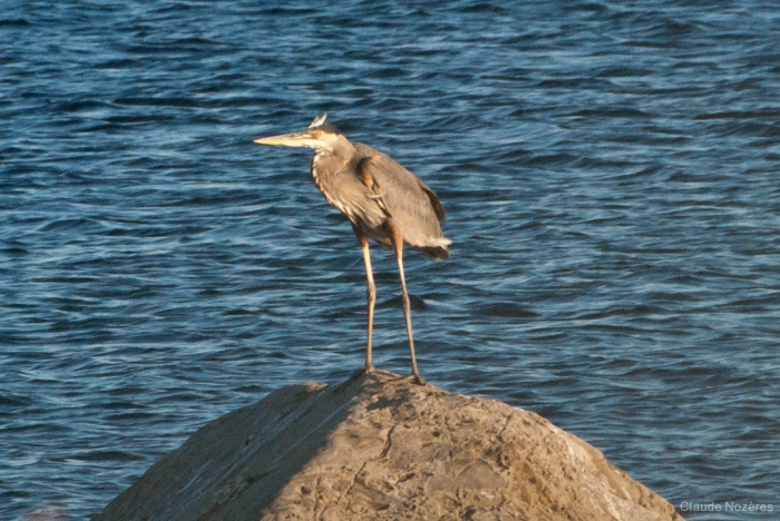 Ardea herodias - great blue heron