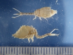 Cumacea
