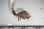 Crustaceans