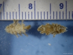 Isopoda