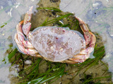 Cancer irroratus - rock crab, author: Nozes, Claude