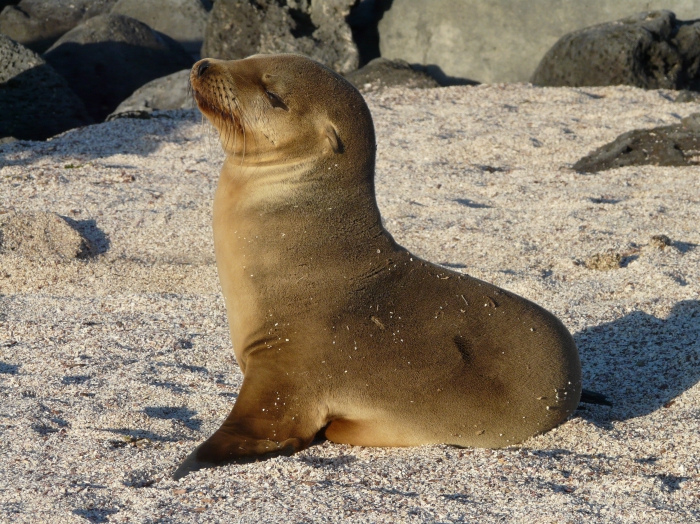 Galapagos sea lion