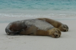 Galapagos sea lion