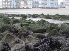 20110123_Ster der zee