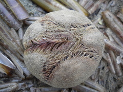 Stekelhuidigen