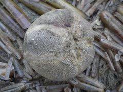 Stekelhuidigen