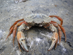 strandkrab