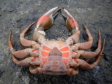 strandkrab, author: Nuyttens, Filip