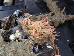 Neteldieren
