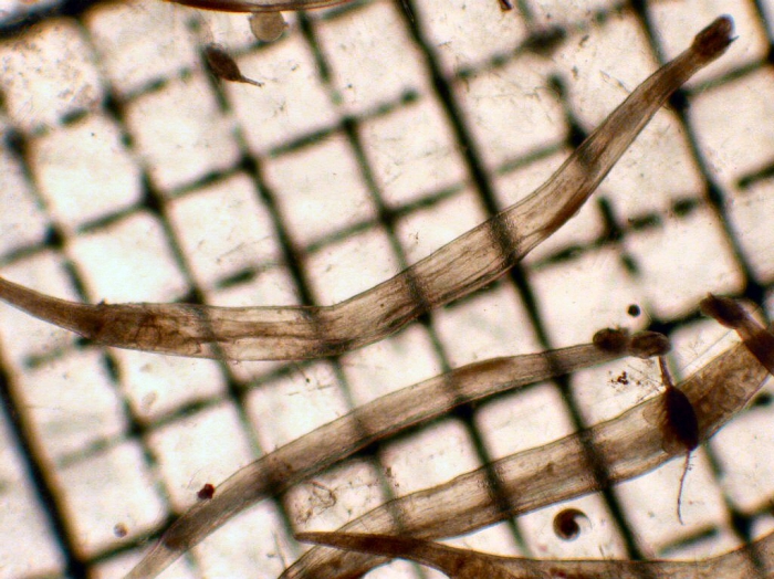Mesosagitta minima Mesosagitta minima