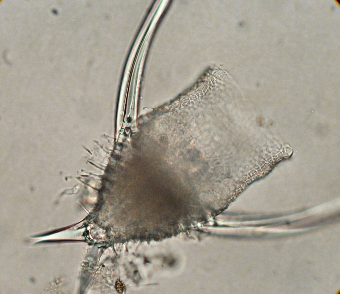 Nassellaria (Pterocanium auritum Nigrini and Caulet 1992) Nassellaria (Pterocanium auritum Nigrini and Caulet 1992)