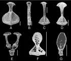 Calymne relicta (pedicellariae), author: Sauce et al. 2009