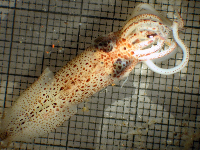 Abraliopsis felis Abraliopsis felis