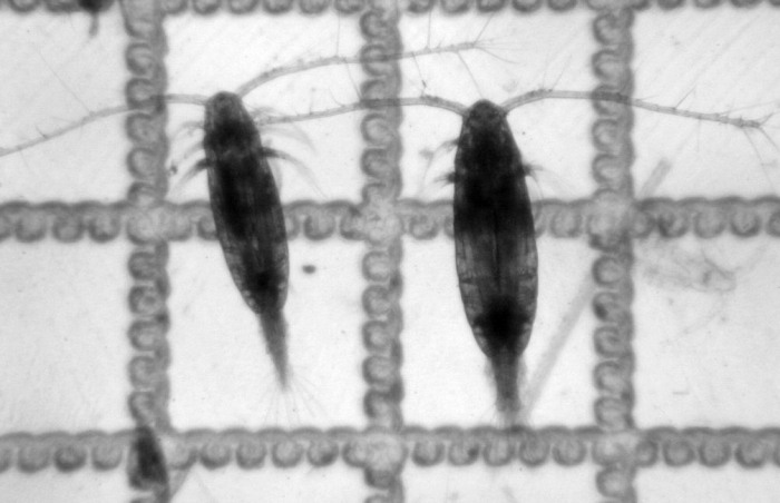 Acartia longiremis and A. tonsa Acartia longiremis and A. tonsa