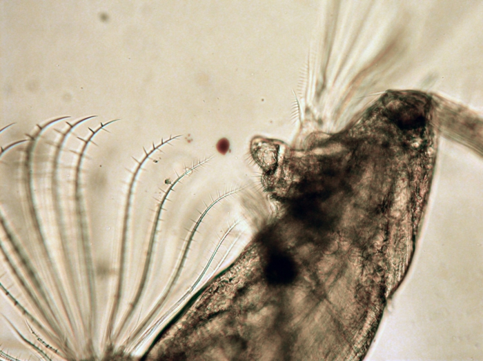 Acartia (Acartia) danae Acartia (Acartia) danae