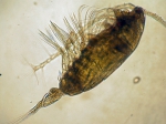 Acartia (Acartiura) hudsonica, author: Fisheries and Oceans Canada, Moira Galbraith