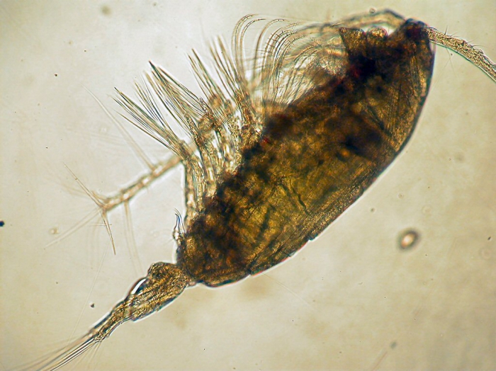 Acartia (Acartiura) hudsonica Acartia (Acartiura) hudsonica