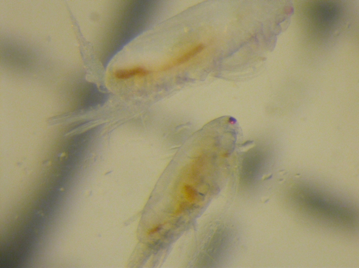 Acartia (Acartiura) hudsonica Acartia (Acartiura) hudsonica