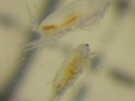 Copepoda