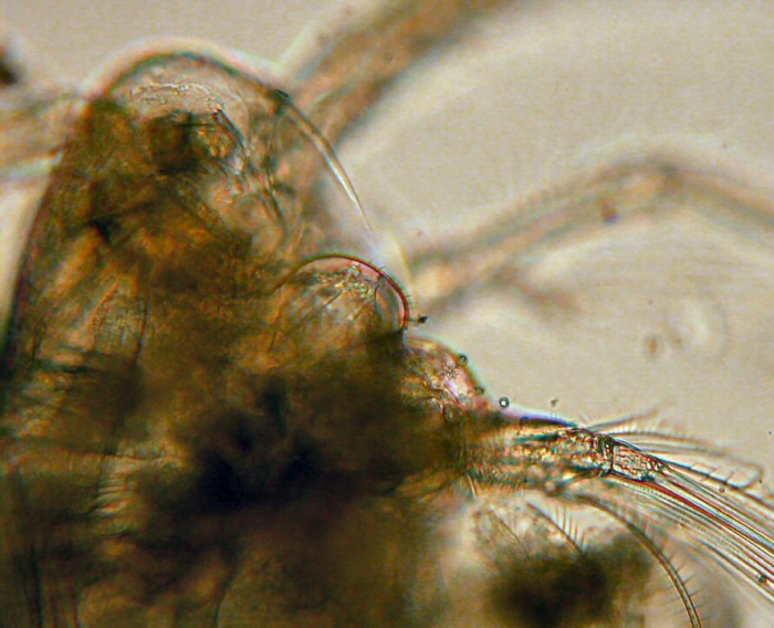 Acartia (Acanthacartia) tonsa Acartia (Acanthacartia) tonsa