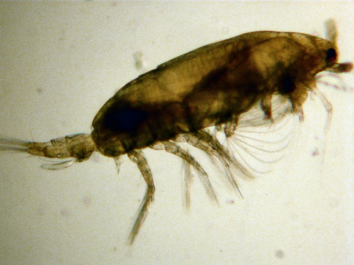 Acartia (Acanthacartia) tonsa Acartia (Acanthacartia) tonsa