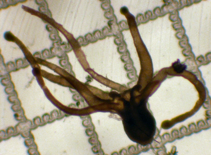 Cerianthid larva Cerianthid larva
