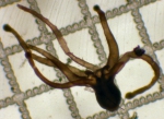 Cnidarians