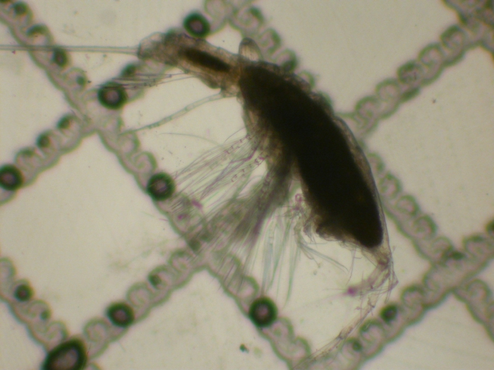 Aegisthus mucronatus Aegisthus mucronatus