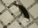Copepoda
