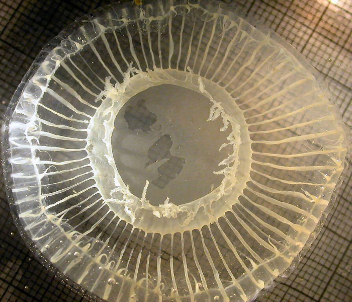 Aequorea Aequorea