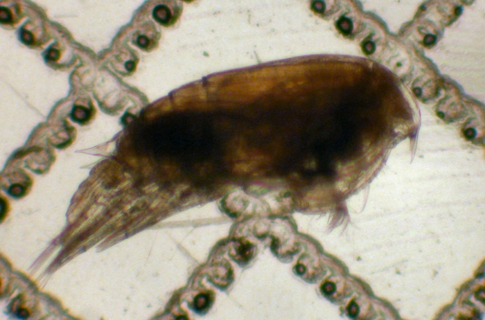 Aetideus bradyi Aetideus bradyi