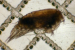 Copepoda