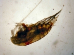 Crustaceans