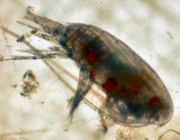 Aetideus pacificus