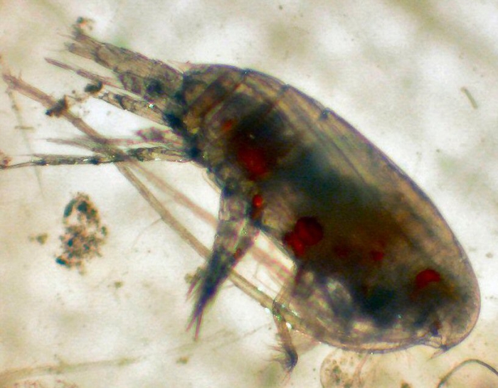 Aetideus pacificus Aetideus pacificus