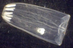 Aglantha digitale, author: Fisheries and Oceans Canada, Moira Galbraith