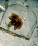 Cnidarians
