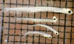 Ammodytes hexapterus