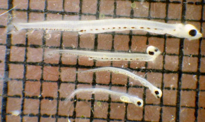 Ammodytes hexapterus Ammodytes hexapterus