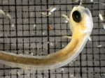 Anarrhichthys ocellatus