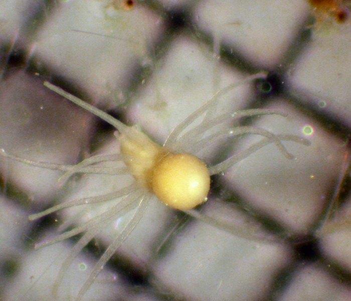 Anthozoa Anthozoa