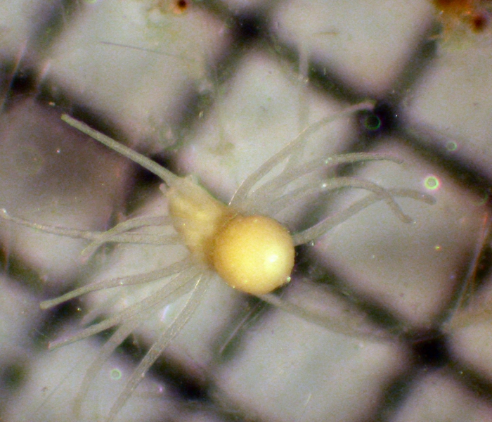 Anthozoa