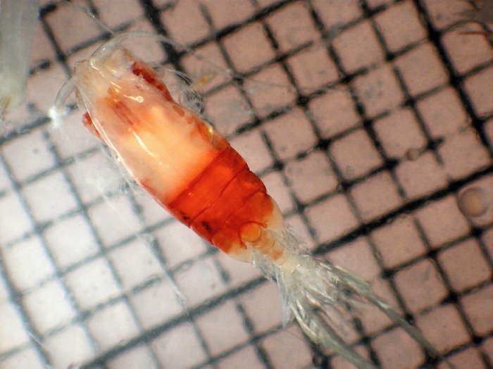 Arietellus plumifer Arietellus plumifer