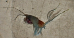 Arietellus plumifer, author: Fisheries and Oceans Canada, Moira Galbraith