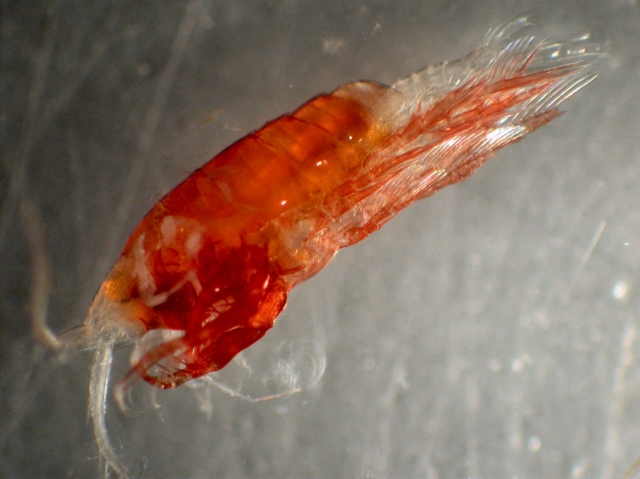 Arietellus simplex Arietellus simplex