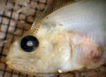 Atheresthes, author: Fisheries and Oceans Canada, Moira Galbraith
