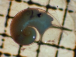 Gastropoda