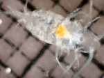 Copepoda