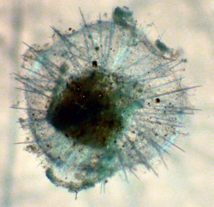 Aulacanthidae Aulacanthidae