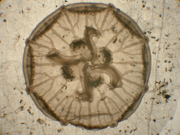 Aurelia Aurelia